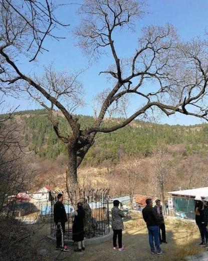 中国唯一的一棵降龙木在哪里 中国唯一的一棵降龙木在哪里